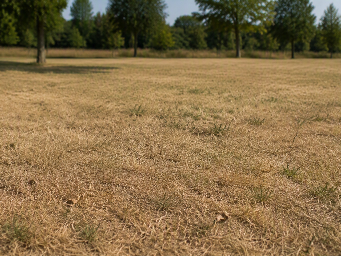 Droogte in onze regio: wat betekent dit voor u?