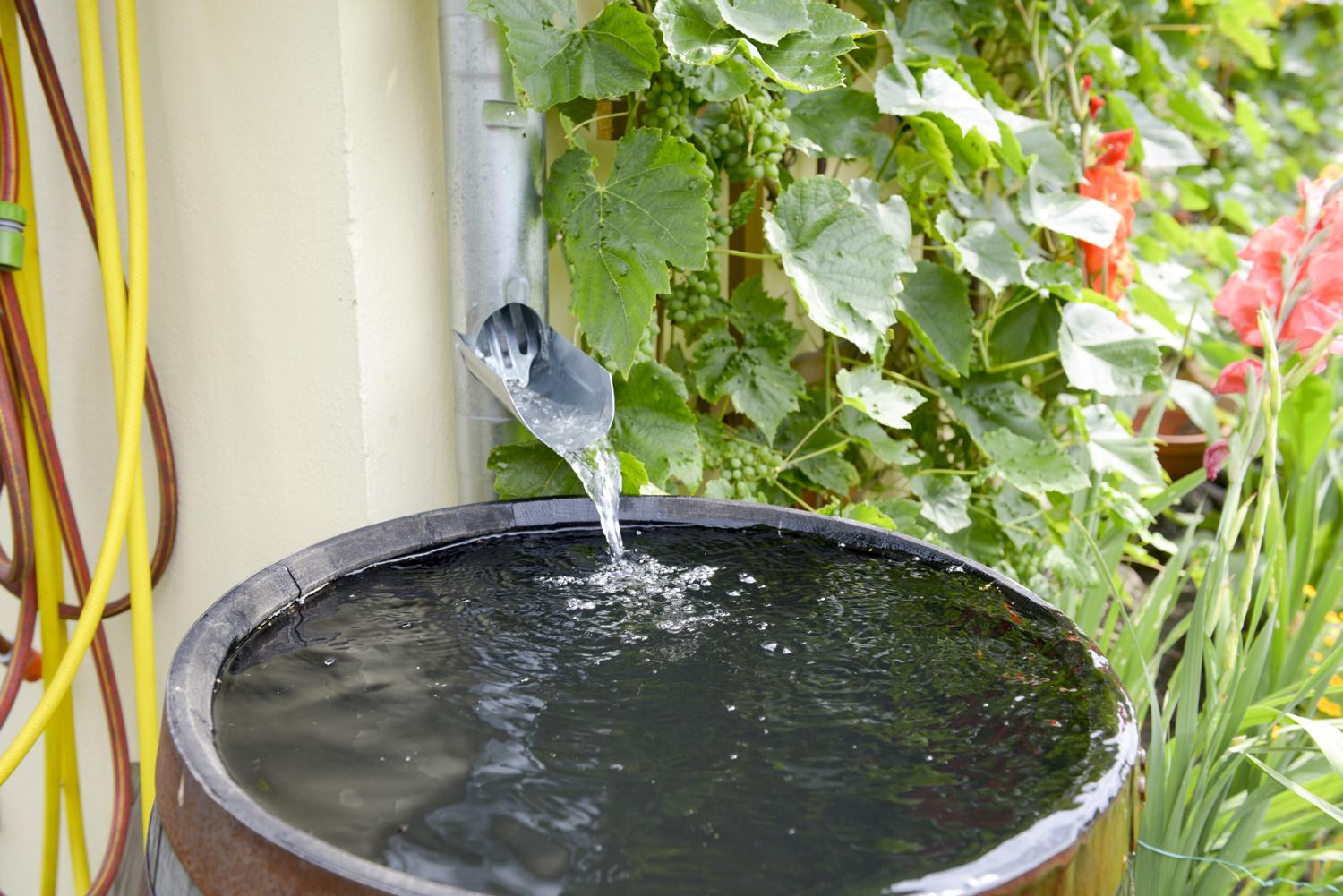Afbeelding van een regenton en afvoerpijp regenwater