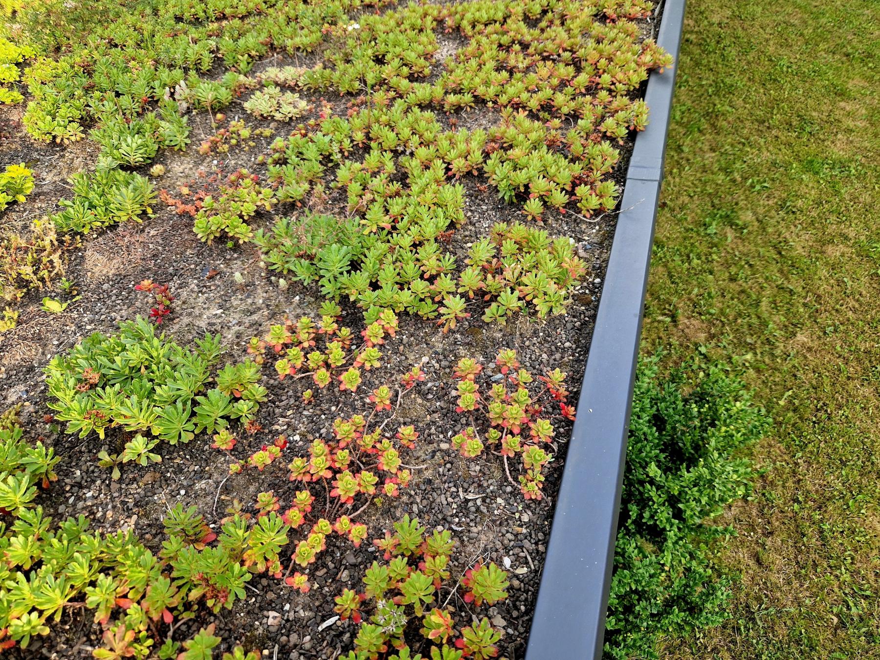 Groen plat dak