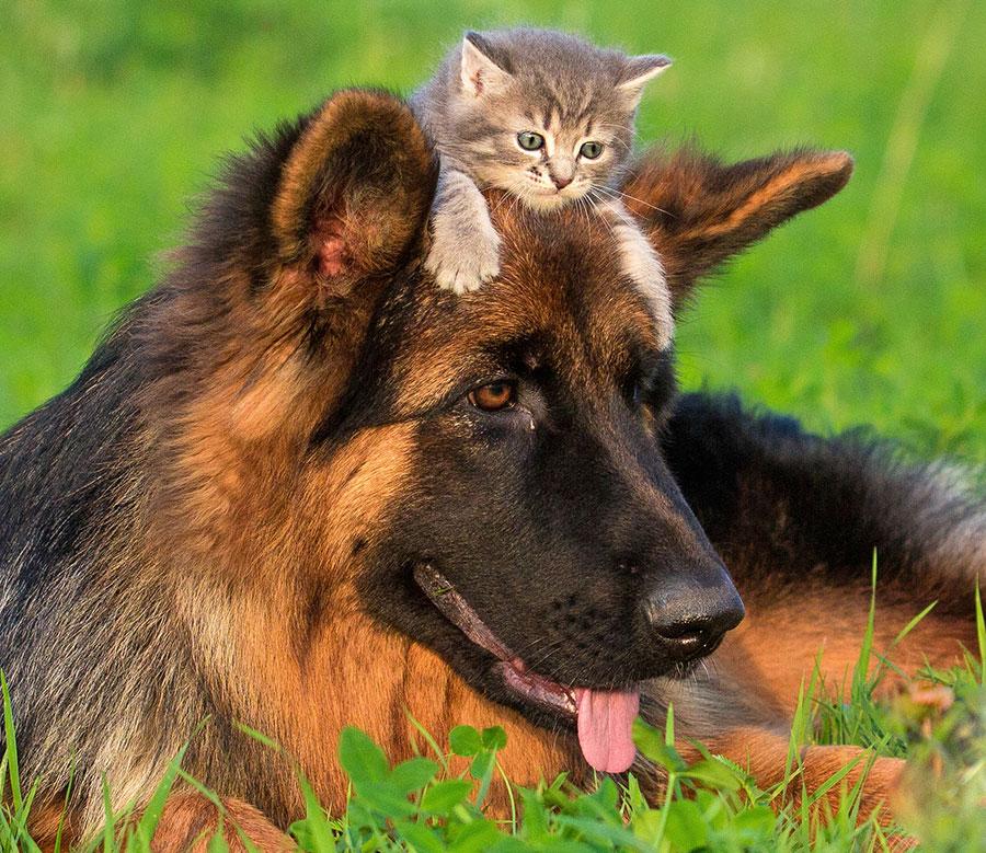 Afbeelding hond en kat